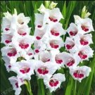 Rare 300 PCS Gladiola Flower Seeds - White Compact Flowers with Rose Red Centre