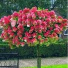 Rare 20 PCS 'Vanilla Strawberry' Hydrangea Flower Seeds - Red Rose Red White Colorful Flowers