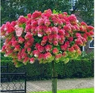 Rare 20 PCS 'Vanilla Strawberry' Hydrangea Flower Seeds - Red Rose Red White Colorful Flowers