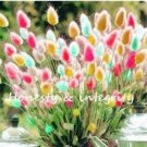 Rare 200 PCS Rainbow Tails Grass Seeds