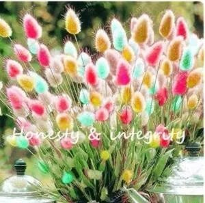 Rare 200 PCS Rainbow Tails Grass Seeds