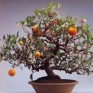 Rare 30 PCS Dwarf Standing Calamondin Citrus Orange Tree Seeds