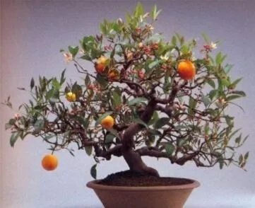 Rare 30 PCS Dwarf Standing Calamondin Citrus Orange Tree Seeds