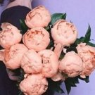 Rare 10 PCS Chinese Peony Flowers Seeds - Light Orange Flowers