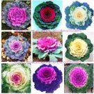 Rare 100 PCS Kale Flowering Ornamental Cabbage Flower Seeds - Mixed Flowers