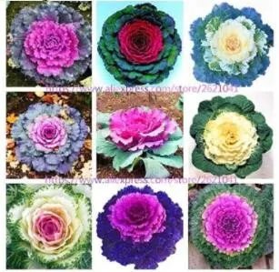 Rare 100 PCS Kale Flowering Ornamental Cabbage Flower Seeds - Mixed Flowers