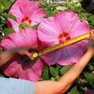 Rare 100 PCS Giant Hibiscus Flower Seeds - Rose Pink Flowers