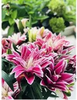 Rare 100 PCS Double Lily Flower Plants Seeds - Rose Red Flowers