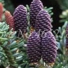 Rare 100 PCS Korean Fir Flores Abies koreana Seeds - Purple Fruits Color
