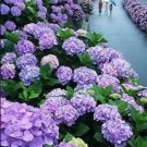 Rare 20 PCS Hydrangea Seeds - Bright Purple Flowers
