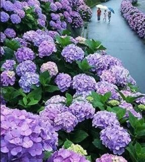 Rare 20 PCS Hydrangea Seeds - Bright Purple Flowers