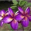Rare 100 PCS Plumeria Hawaiian Seeds - Purple Flowers
