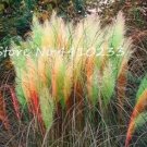 Rare 500 PCS Pampas Grass Seeds - Light Yellow Green Red Colors