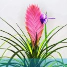 Rare 50 PCS Air Plant Tillandsia Tillandsia Ionantha Soilless Seeds - Pink Flowers