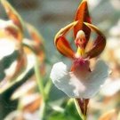 Rare 200 PCS Japanese Monkey Face Orchid Flower Seeds - Brown and White Flowerds