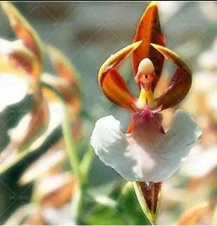 Rare 200 PCS Japanese Monkey Face Orchid Flower Seeds - Brown and White Flowerds