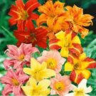 Rare 100 PCS Hemerocallis Bonsai Seeds - Mixed Flowers