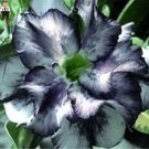Rare 2 PCS Desert Rose Seeds - Black and White Double Flowers