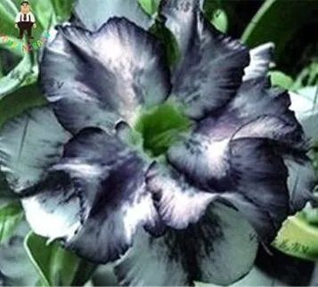 Rare 2 PCS Desert Rose Seeds - Black and White Double Flowers