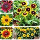 Rare 100 PCS Rudbeckia Hirta Flowers Seeds - Mixed Flowers