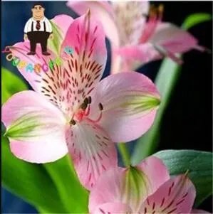 Rare 100 PCS Peruvian Lily Alstroemeria Seeds - Water Pink Flowers with Brown Stripes