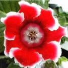Rare 100 PCS Rare Gloxinia Plant Seeds - Damask Fresh Red Flowers with White Edge