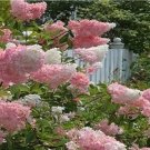 Rare 100 PCS Japanese Lilac Hydrangea Flowers Seeds - Pink White Flowers