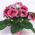 Rare 100 PCS Gloxinia Seed Perennials - Rose Red Flowers