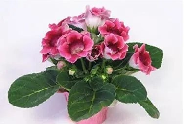 Rare 100 PCS Gloxinia Seed Perennials - Rose Red Flowers