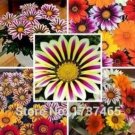 Rare 5 PCS Lucky Gazania splendens Seeds - Mixed Flowers
