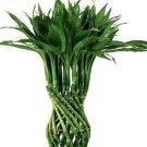 Rare 50 PCS Lucky Bamboo Seeds - Green Indoor Plants