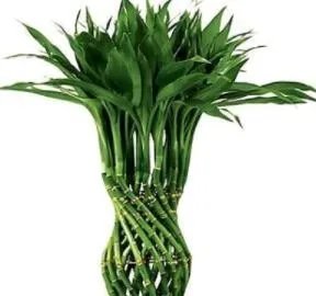Rare 50 PCS Lucky Bamboo Seeds - Green Indoor Plants
