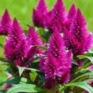 Rare 300 PCS Flamingo Cockscomb Seeds - 2 Types available
