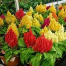 Rare 300 PCS Flamingo Cockscomb Seeds - 2 Types available