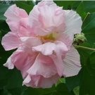 Rare 20 PCS Hibiscus mutabilis Seeds - Light Pink Double Flowers