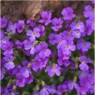 Rare 100 PCS Creeping Thyme Seeds Rock Cress Perennial Ground Cover Flower - Purple Flowers