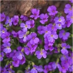 Rare 100 PCS Creeping Thyme Seeds Rock Cress Perennial Ground Cover Flower - Purple Flowers