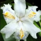 Rare 500 PCS onsai Iris Flower Perennial Seeds - White Flowers with Purple and Yellow Spots