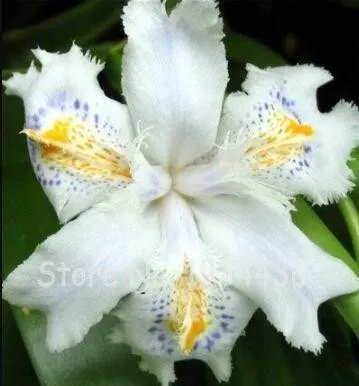 Rare 500 PCS onsai Iris Flower Perennial Seeds - White Flowers with Purple and Yellow Spots