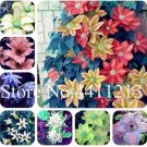 Rare 100 PCS Climbing Clematis Seeds - Mixed White Blue Sunset White Colorful Flowers