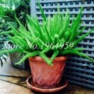 Rare 100 PCS Garden Foxtail Fern Bonsai Seeds - Green Color