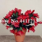 Rare 100 PCS Epiphyllum Anguliger Fishbone Succulent Bonsai Flower Seeds - Dark Red Flowers