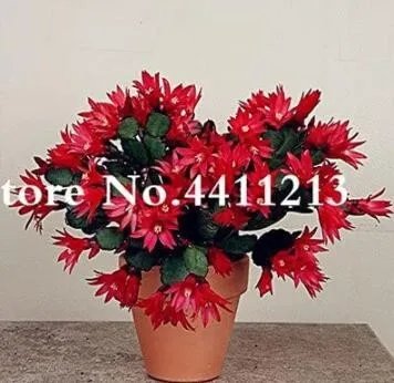 Rare 100 PCS Epiphyllum Anguliger Fishbone Succulent Bonsai Flower Seeds - Dark Red Flowers