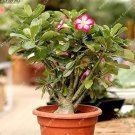 Rare 2 PCS Desert Rose Adenium Seeds - Bonsai Series White Single Flowers with Rose Red Edge
