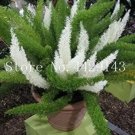 Rare 100 PCS Garden Foxtail Fern Bonsai Seeds - Green and White Mixed Colors