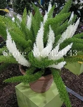 Rare 100 PCS Garden Foxtail Fern Bonsai Seeds - Green and White Mixed Colors
