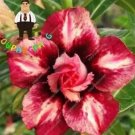 Rare 2 PCS Desert Rose Adenium Seeds - 2 Types Available