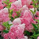 Rare 20 PCS Champagne Hydrangea Seeds - Fresh Pink Flowers