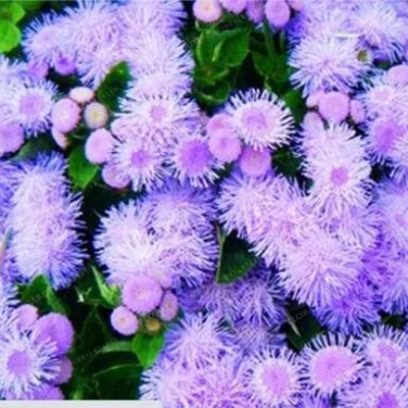 Rare 200 PCS Chinese Ageratum Conyzoides Callistephus Chinensis Aster Seeds - Light Purple Flowers