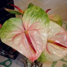 Rare 100 PCS Anthurium Seeds - Green Light Pinkish Bicolor Flowers